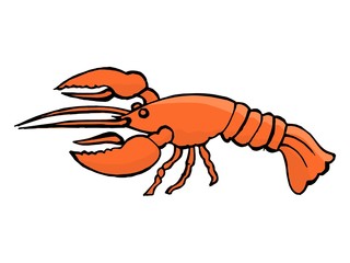 hand drawn, vector illustration of a lobster