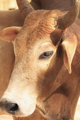 Close up brown cow
