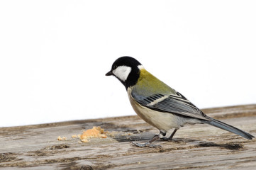シジュウカラ