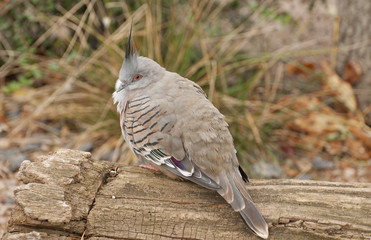 Crested pigeon