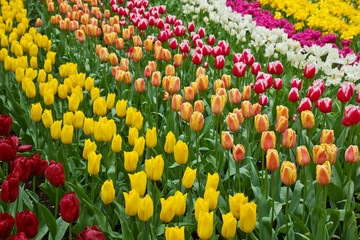 champ de tulipes hollandais