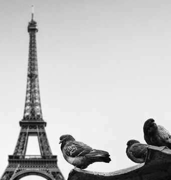 Fototapeta Pigeons against Eiffel tower - Paris France