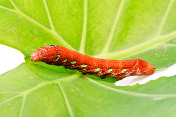 Beautyful caterpillar on leave  on  white  background