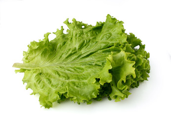 Fresh lettuce
