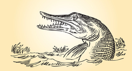 River predator - pike