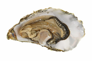 Fresh Oyster