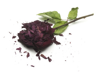 Fototapeta premium dry broken rose