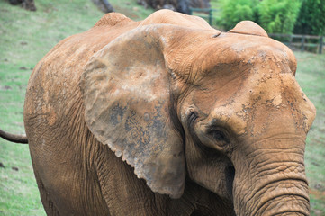 Fototapeta na wymiar Portret afrykańskiego słonia