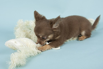 Chihuahua pup on colored background