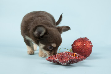 Chihuahua pup on colored background