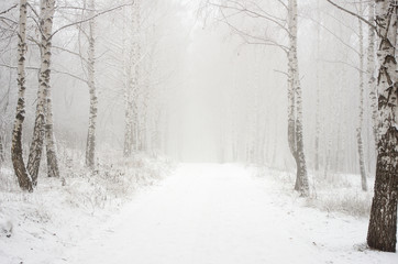 Morning in the winter wood