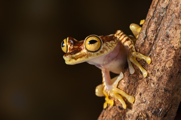 tropical tree frog