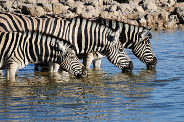 Fototapeta na wymiar Wody pitnej zebry, Okaukeujo waterhole
