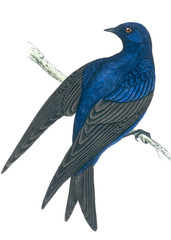 bird old illustration - 47603346