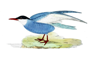 bird old illustration