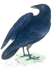 bird old illustration