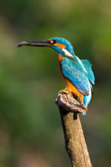 Kingfisher