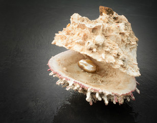 oyster with precious pearl