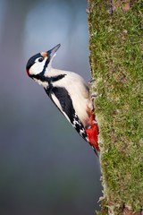 Great spotted woodpecker