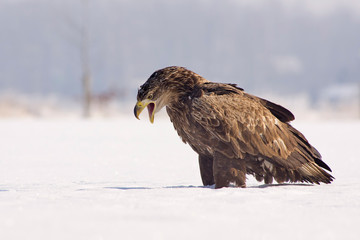 White tailed eagle