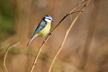 Blue tit