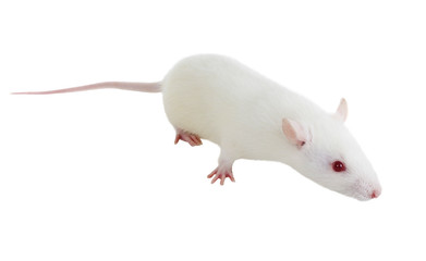 Laboratory white rat Strain Sprague Dawley