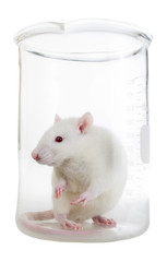 White laboratory rat in chemical flask