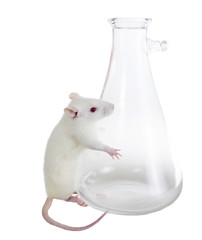 Laboratory white rat hugs chemical flask