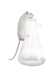 Guinea white rat on a chemical flask
