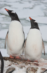 Fototapeta premium Adult gentoo penguin couple.