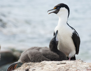 Antarctic blue-eyed shags and the chick on the nest.