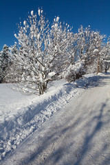 Snow-covered road in forest