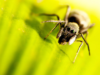 ANT spider with nice background
