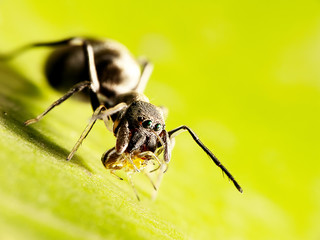 ANT spider with nice background