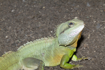 Obraz premium Iguana