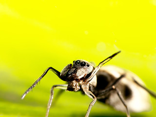 ANT spider with nice background