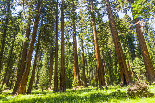 sequoia trees are standing in Sequoia National Park