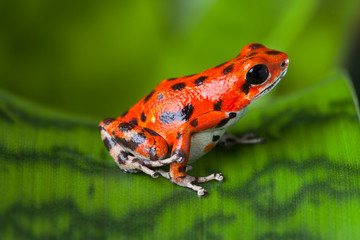 Naklejka premium red poison frog
