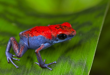 poison dart frog Escudo