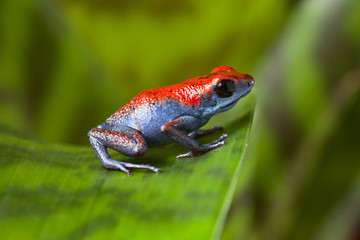 poison dart frog