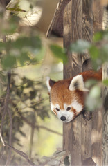 Red Panda