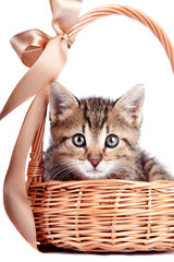 Fototapeta na wymiar Striped kitten w koszyku