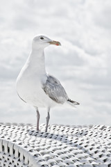 möwe © MStock