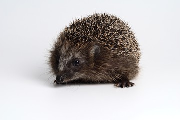 Igel auf weiß © Elmar Thiel