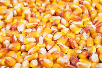 Corn seed