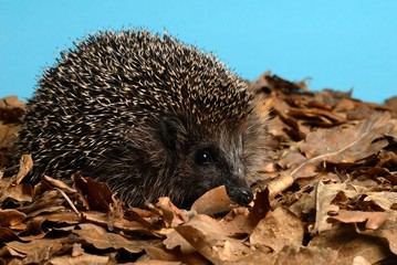 Igel im Herbstlaub © Elmar Thiel