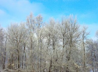 Forest in winter