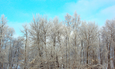 Forest in winter