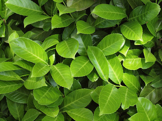Background of green leaves