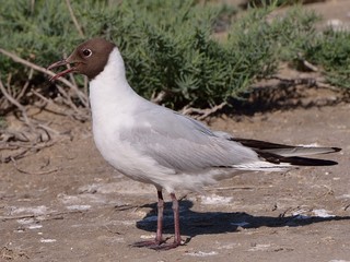 Gabbiano
